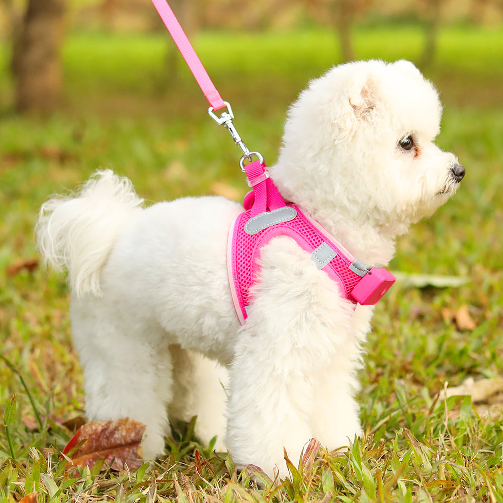 dog harness