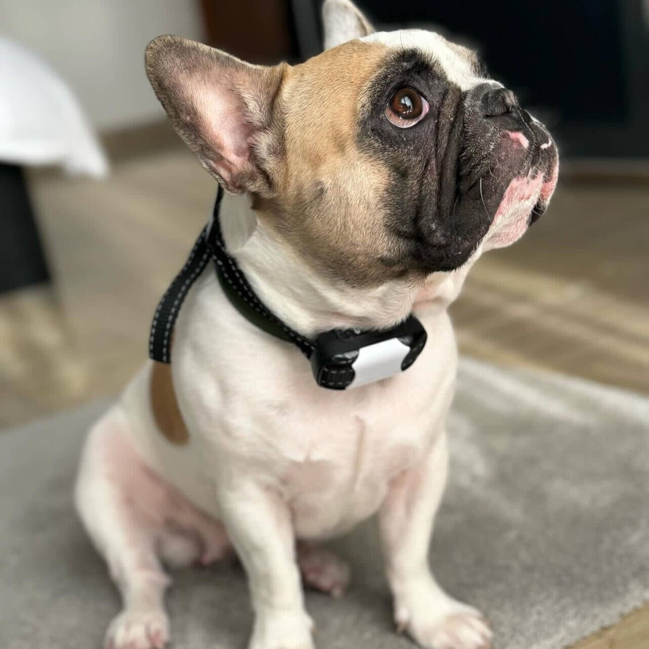 Shock fashion collar for bulldog