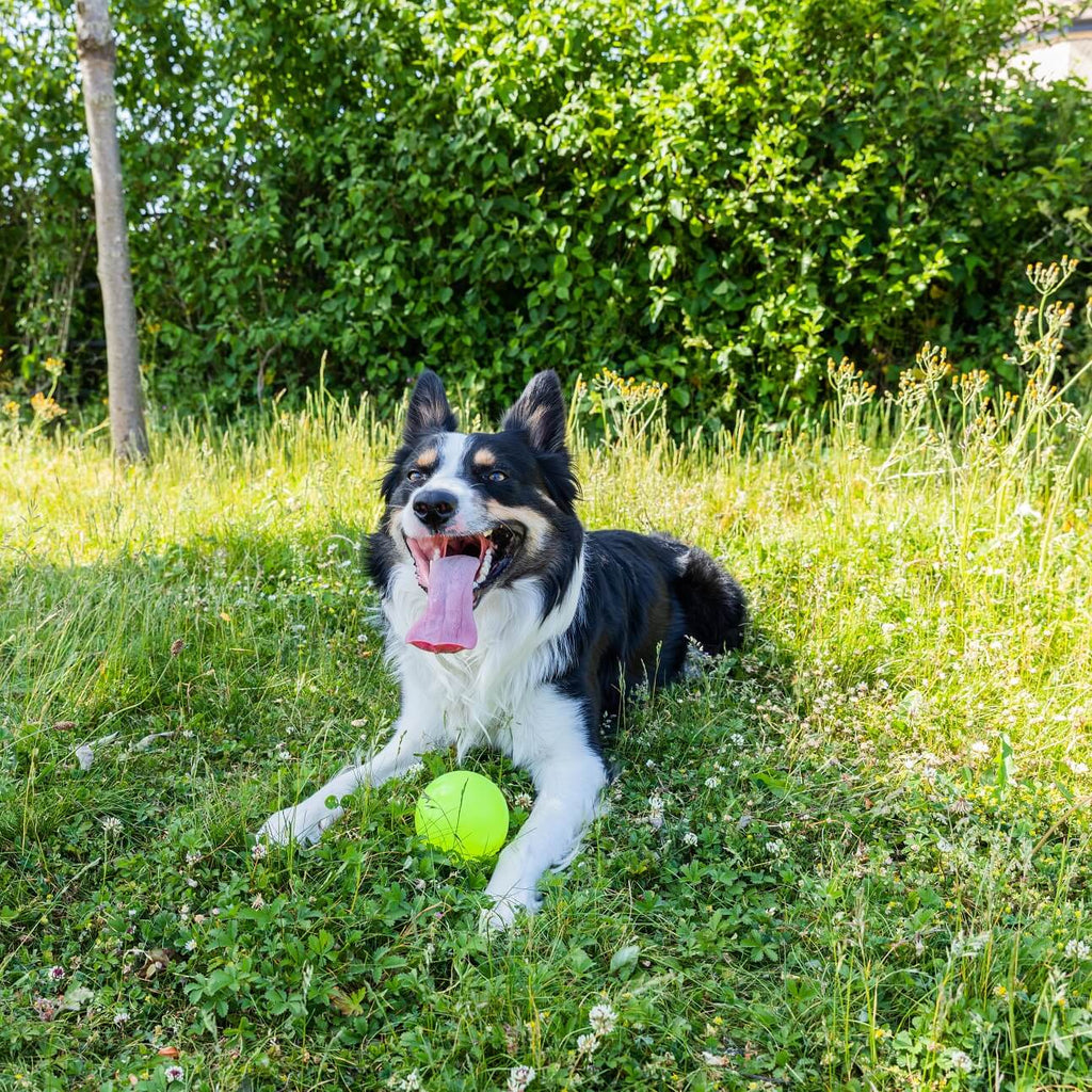 dog collar wireless fence