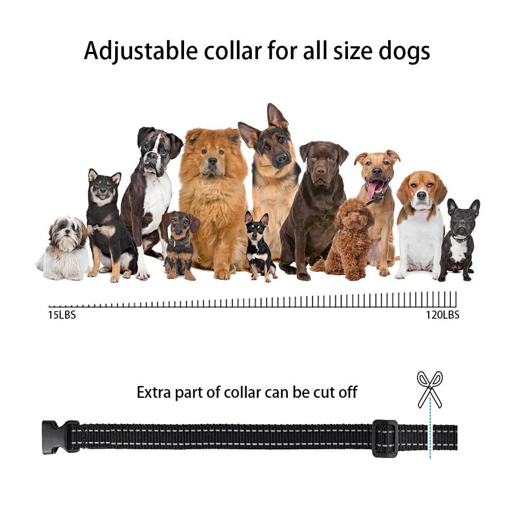 Can a dog shock collar best sale get wet